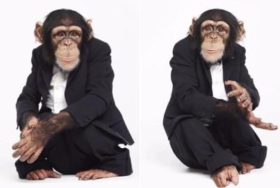 Chimp Suit